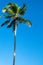 A single tropical palm tree against a blue sunny sky