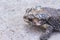 Single tropical toads sitting on the ground background , amphibians