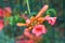 Single Trumpet vine or Campsis radicans flowering deciduous woody vine plant with new flowers emerging from closed terminal cymes