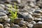 Single tuft of grass in stone desert