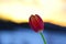 Single tulip on blurry background