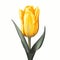 Single Tulip Clipart Art