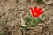 Single tulip in the desert