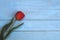 Single tulip flower on blue wooden background