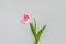 Single tulip flower on gray background, minimalist aesthetic spring card, mothers day or women\\\'s day concept