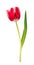 Single tulip flower isolated on white background