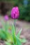 Single Tulip Flower Tulipa `Blue
