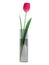 Single tulip in glass vase