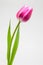 Single tulips bouquet in on white