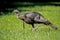 A single turkey feeds in a field of green grass and wildflowers.