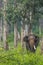 Single tusk elephant in Dubare Elephant Camp, Coorg India.
