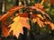 A single twig with red oak leaves on a green forest background