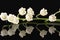 Single twig of spring flowers of Convallaria majalis isolated on black background