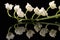 Single twig of spring flowers of Convallaria majalis Lily of the valley isolated on black background