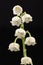 Single twig of spring flowers of Lily of the valley isolated on black background