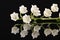Single twig of spring flowers of Lily of the valley isolated on black background