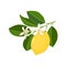 Single twig with yellow lemon and blossom