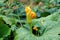 Single twisted closed pumpkin flower emerging from its flower bud with yellow and light green petals in local urban garden