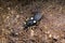 Single Two-spotted assassin bug - latin Platymeris biguttatus - venomous predatory insect natively inhabiting southwest Africa in