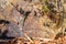 Single Tyrrhenian Wall Lizard endemic to the Sardinia and Corsica islands, in Golfo di Marinella at