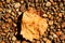 A single ugly discarded leaf amongst a group of small rocks