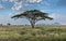 A single umbrella acacia with two vultures in the savannah of the Serengeti, Tanzania