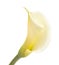 Single unopened calla lily