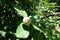 Single unripe fruit of quince