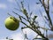 A single unripe orange on a tree whose leaves have been eaten by ants