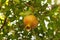 Single unripe pomegranate fruit on tree
