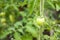 Single unripe tomato with bamboo stake and flexible twist tie at backyard garden. Homegrown heirloom