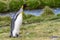 single, upright king penguin King penguin in its natural environment on land in South Georgia