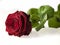 Single Valentine`s day rose on white background