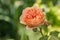 Single varietal blooming rose flower in the garden on a sunny day. gardening collection. The Rosary. Close-up, soft focus.