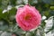 Single varietal blooming rose flower in the garden on a sunny day. gardening collection. The Rosary. Close-up, soft focus.