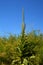 Single verbascum with closed flowers in early july beside a fiel