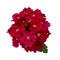 Single Verbena flower head on white background