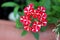 Single Verbena Sweet dreams Voodoo star plant with big cluster of vivid red and peachy white starred flowers growing in local