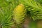 Single verdant larch cone closeup