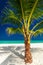 Single vibrant coconut palm tree on a white tropical beach