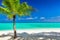 Single vibrant coconut palm tree on white tropical beach of Maldives