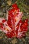 Single, vibrant, red maple leaf on the ground, northern Maine.