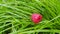 Single vibrant red raspberry closeup