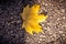 Single vibrant yellow maple leaf on asphalt