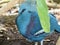 A single Victorian Crowned Pigeon displaying its` head plumage.