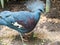 A single Victorian Crowned Pigeon displaying its` head plumage.