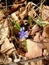 Single violet blue spring flower with autumn leaves