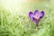 Single violet crocus flower at march