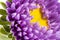 Single violet flower of aster on white background