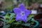 Single violet flower of balloon bellflower / Platycodon grandiflorus